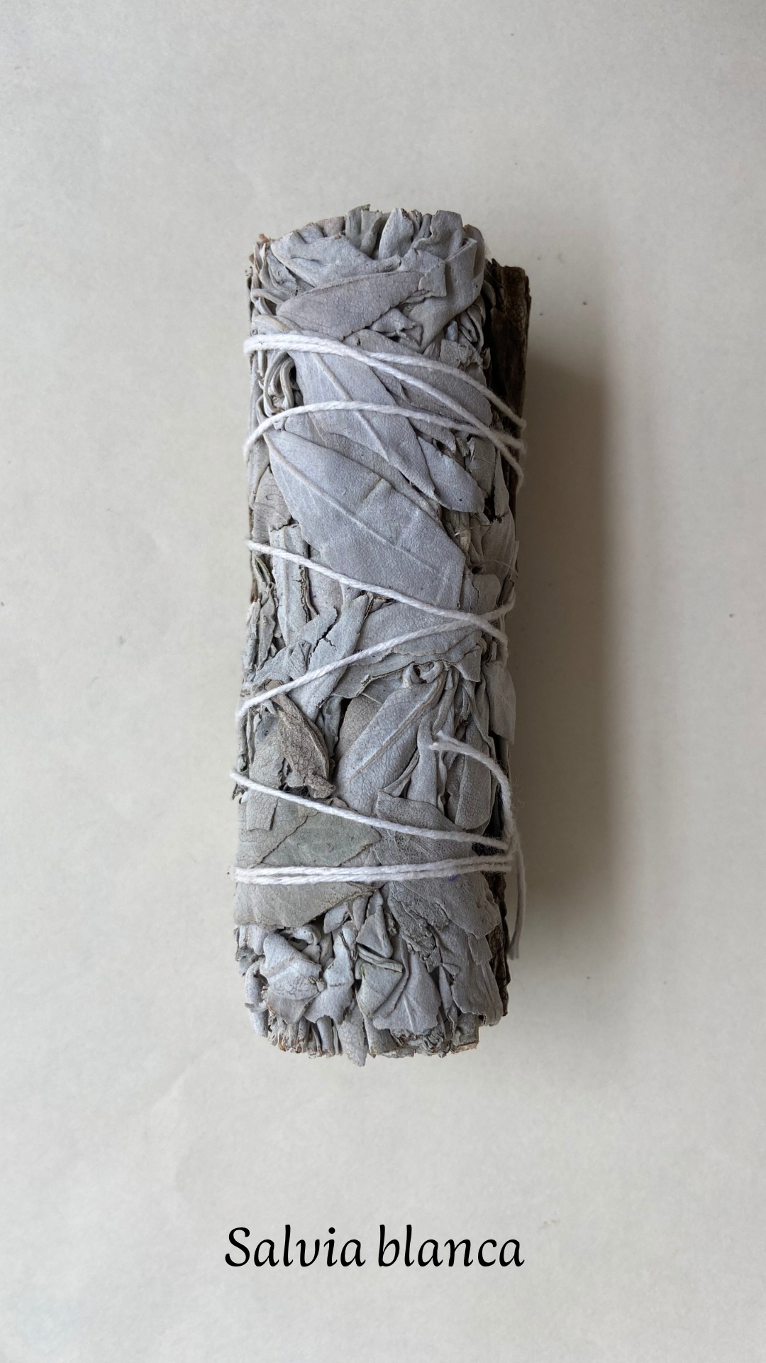 SALVIA BLANCA